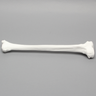 Tibia with 13mm Canal, Plastic Cortical Shell, Left