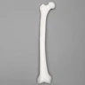 Femur with 15 mm Canal, Plastic Cortical Shell, Right