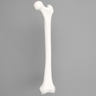 Femur, Solid White Plastic, Left
