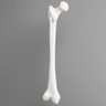Femur, Solid White Plastic, Left