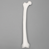 Femur with 12.5 mm Canal, Plastic Cortical Shell, Left