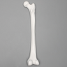 Femur with 12.5 mm Canal, Plastic Cortical Shell, Left
