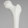 Femur with 15.5 mm Canal, Plastic Cortical Shell, Medium