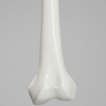 Femur with 15.5 mm Canal, Plastic Cortical Shell, Medium