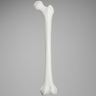 Femur with 15.5 mm Canal, Plastic Cortical Shell, Medium