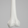 Femur with 15.5 mm Canal, Plastic Cortical Shell, Medium