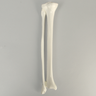 Tibia and Fibula, Plastic Cortical Shell, Medium