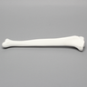 Tibia, Plastic Cortical Shell with 12 mm Canal, Right