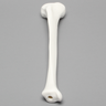 Tibia, Plastic Cortical Shell with 12 mm Canal, Right