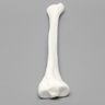 Tibia, Solid White Plastic, Medium, Left