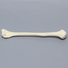 Humerus, Foam Cortical, Pediatric