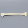 Humerus, Foam Cortical, Pediatric
