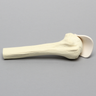 Humerus with Partial Tendon, Foam Cortical, Proximal