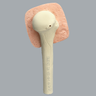 Humerus with Skin Patch, Proximal