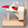 Shoulder Assembly with Rotator Cuff on Stand, Foam Cortical, Left