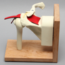 Shoulder Assembly with Rotator Cuff on Stand, Foam Cortical, Left