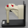 Shoulder Assembly on Stand with Replaceable Parts, Foam Cortical