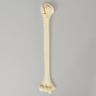Humerus with Four-Part Bicipital Groove Fracture, Foam Cortical, Right