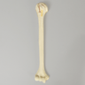Humerus with Four-Part Bicipital Groove Fracture, Foam Cortical, Right