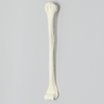 Humerus with 12 mm Proximal Canal, Foam Cortical