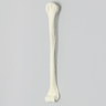 Humerus with 12 mm Proximal Canal, Foam Cortical