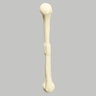 DoubleShot™ Humerus, Foam Cortical