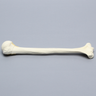 Humerus with Neck Fracture, Foam Cortical