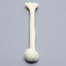 Humerus with Neck Fracture, Foam Cortical