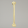 Humerus with Modified Cancellous Density, Foam Cortical