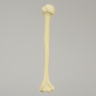 Humerus with Modified Cancellous Density, Foam Cortical