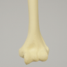 Humerus with Modified Cancellous Density, Foam Cortical