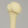Humerus with Modified Cancellous Density, Foam Cortical