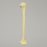 Humerus with Modified Cancellous Density, Foam Cortical