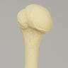 Humerus with Modified Cancellous Density, Foam Cortical