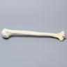 Humerus with "Y" Fracture and Periosteum, Foam Cortical