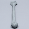 Humerus with Radiopaque Properties