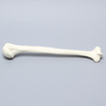 Humerus for IM Nail with 11 mm Entry Site, Foam Cortical