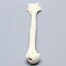 Humerus for IM Nail with 11 mm Entry Site, Foam Cortical