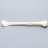 Humerus for IM Nail with 11 mm Entry Site, Foam Cortical