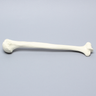 Humerus for IM Nail with 11 mm Entry Site, Foam Cortical