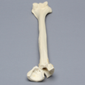 Humerus with Fractures and Suture Holes, Foam Cortical