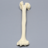 Humerus with Fractures and Suture Holes, Foam Cortical