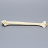 Humerus with Fractures and Suture Holes, Foam Cortical