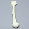 Humerus with Oblique Fracture, Foam Cortical