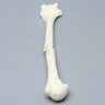 Humerus with Oblique Fracture, Foam Cortical