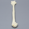 Humerus with Four-Part Bicipital Groove Fracture, Foam Cortical, Left
