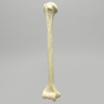 Humerus, Foam Cortical Shell, Right
