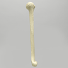 Humerus, Foam Cortical Shell, Right