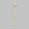 Humerus with Open Proximal Canal, Foam Cortical