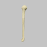 Humerus with Open Proximal Canal, Foam Cortical
